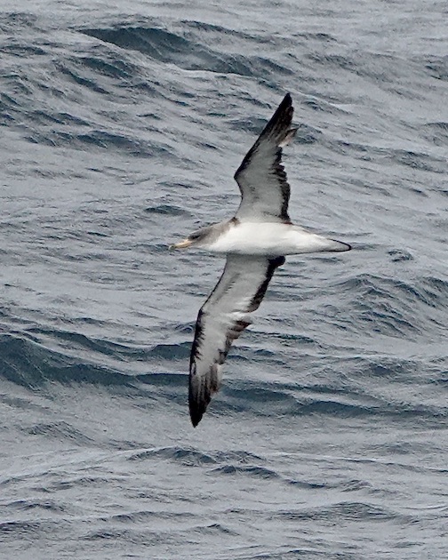 Cory's shearwater
